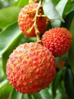 Guiwei Litchi