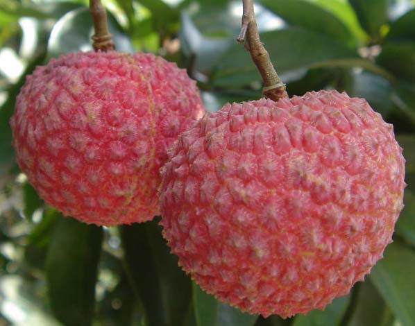 Nuomici Litchi